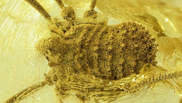 Hallan una ‘sopresa’ en un ámbar de unos 35 millones de&nbsp;años