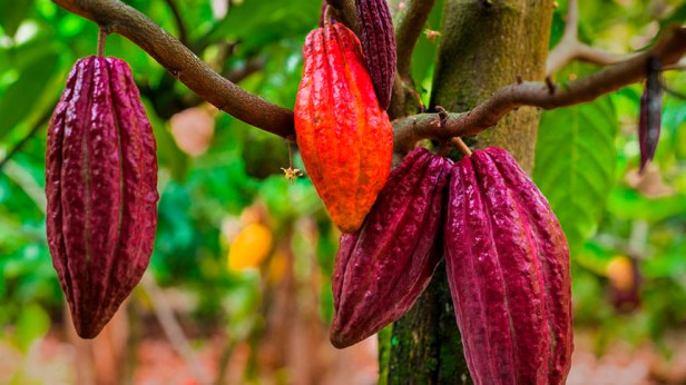 Este popular alimento podría desaparecer antes del&nbsp;2050