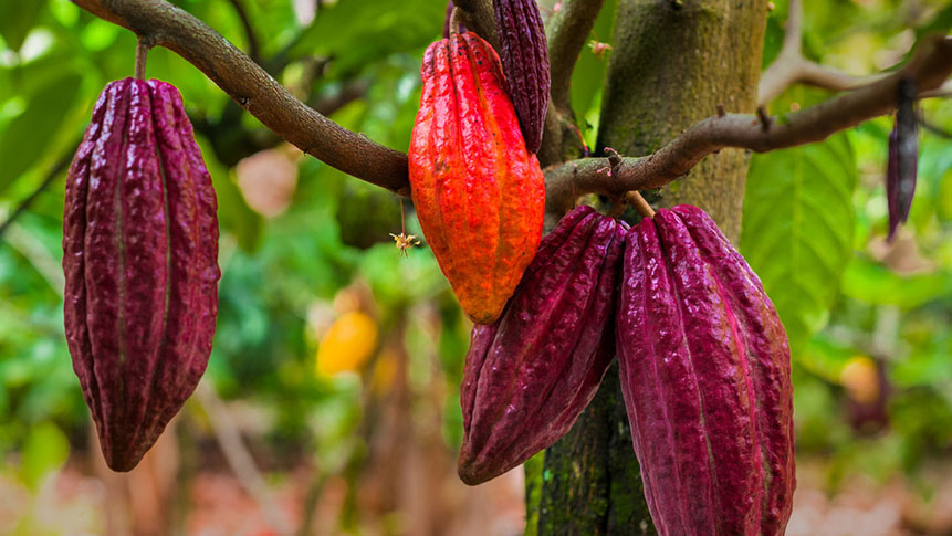 Este popular alimento podría desaparecer antes del&nbsp;2050