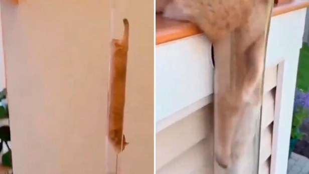 ¿Habilidad o IA?: Satisfactorios videos de gatos ‘líquidos’ deslizándose por&nbsp;tuberías