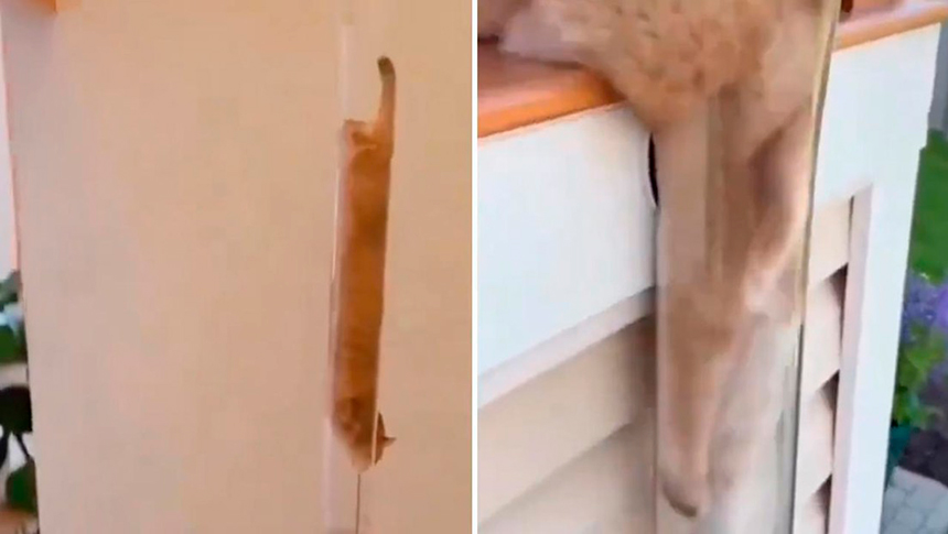 ¿Habilidad o IA?: Satisfactorios videos de gatos ‘líquidos’ deslizándose por&nbsp;tuberías