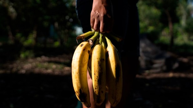 Infiernos bananeros, paraísos&nbsp;fiscales