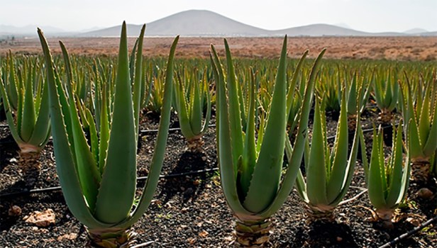 Salud desde lo natural: Usos tópicos del gel de&nbsp;aloe