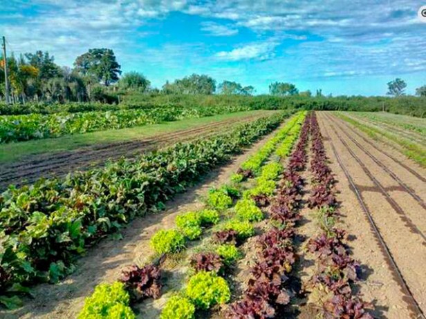 Es tiempo de agroecología: el sistema alimentario actual acelera la crisis climática y empobrece a las&nbsp;mayorías