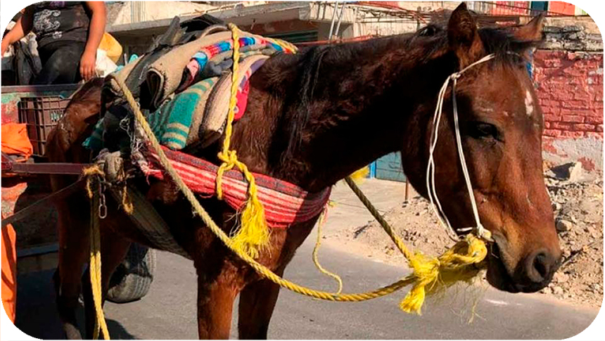 Explotación de los animales de tiro en&nbsp;México.